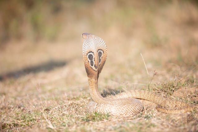 Indian Cobra (Naja naja) in Bengali – Facts, Behavior & Cultural Significance
